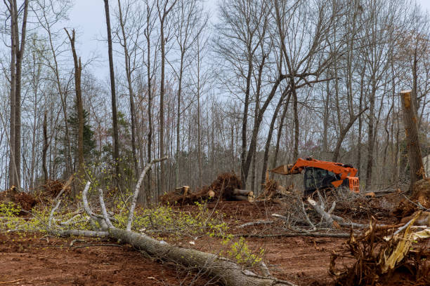 Best Seasonal Cleanup  in Wheaton, MD